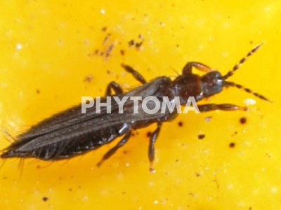 Adulto de Pezothrips kellyanus.